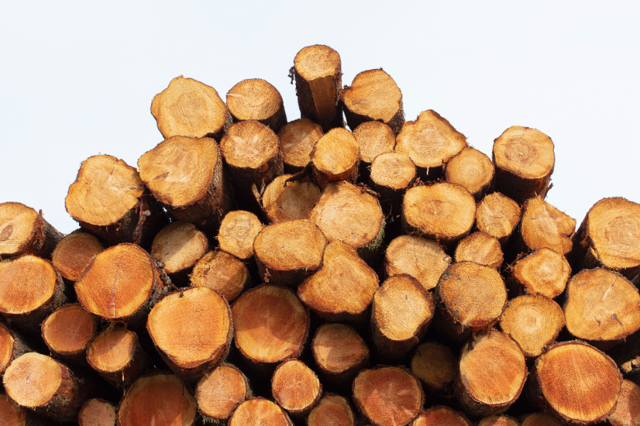 Des ormes à vendre en m3