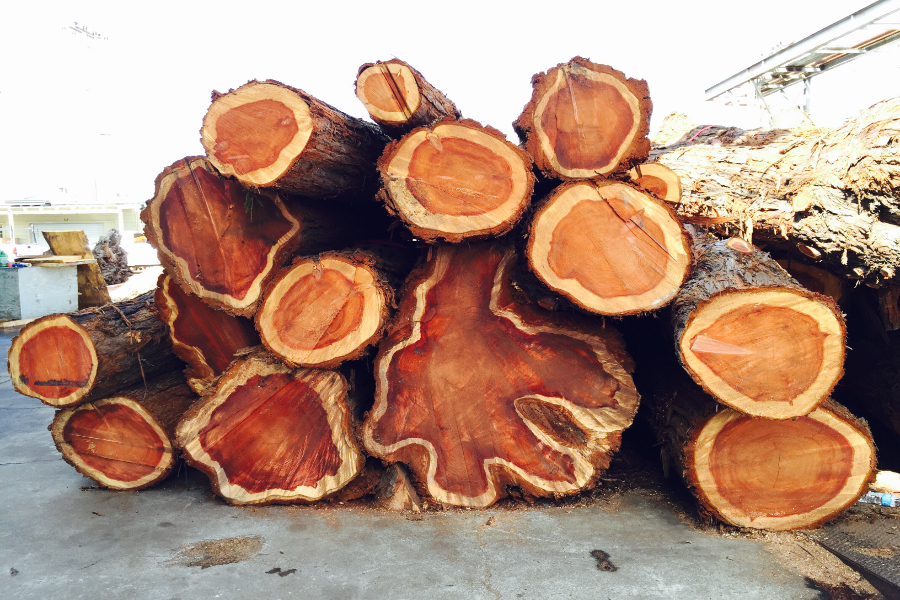 Des bois d'ormes coupés et à vendre en m3