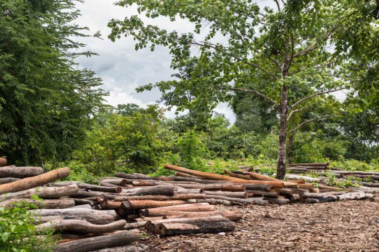 Des planches de bois de laurier empilées dans un hangar ventilé, espacées pour favoriser le séchage uniforme