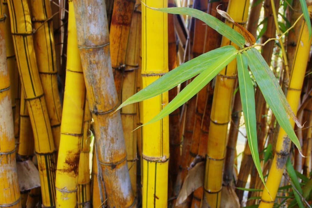 Plantation de bambous dans le jardin