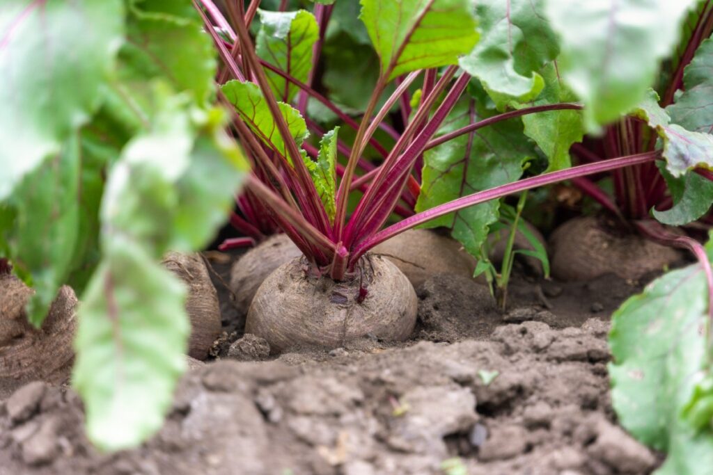 Une betterave qui pousse dans le jardin
