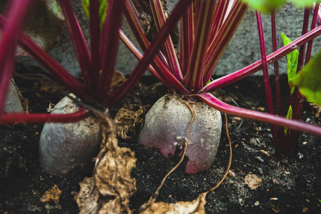 Des betteraves cultivées dans un champ
