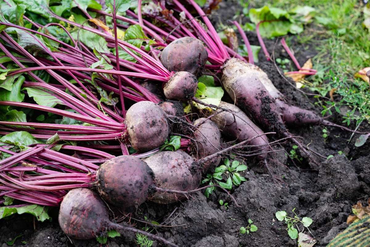 Des betteraves fraîchements récoltées