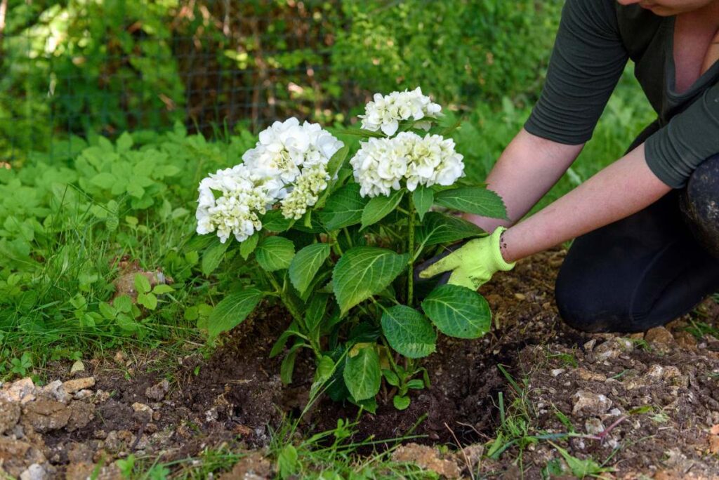 Une personne plantant de l'hortensia dans son jardin