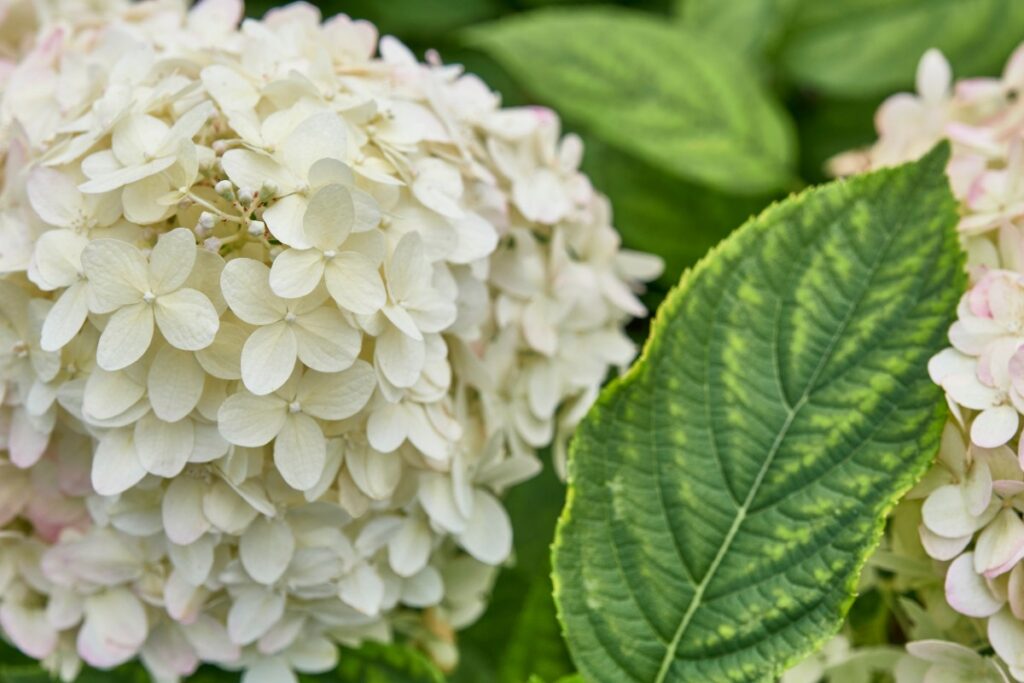 Une hortensia avec une fleur blanche