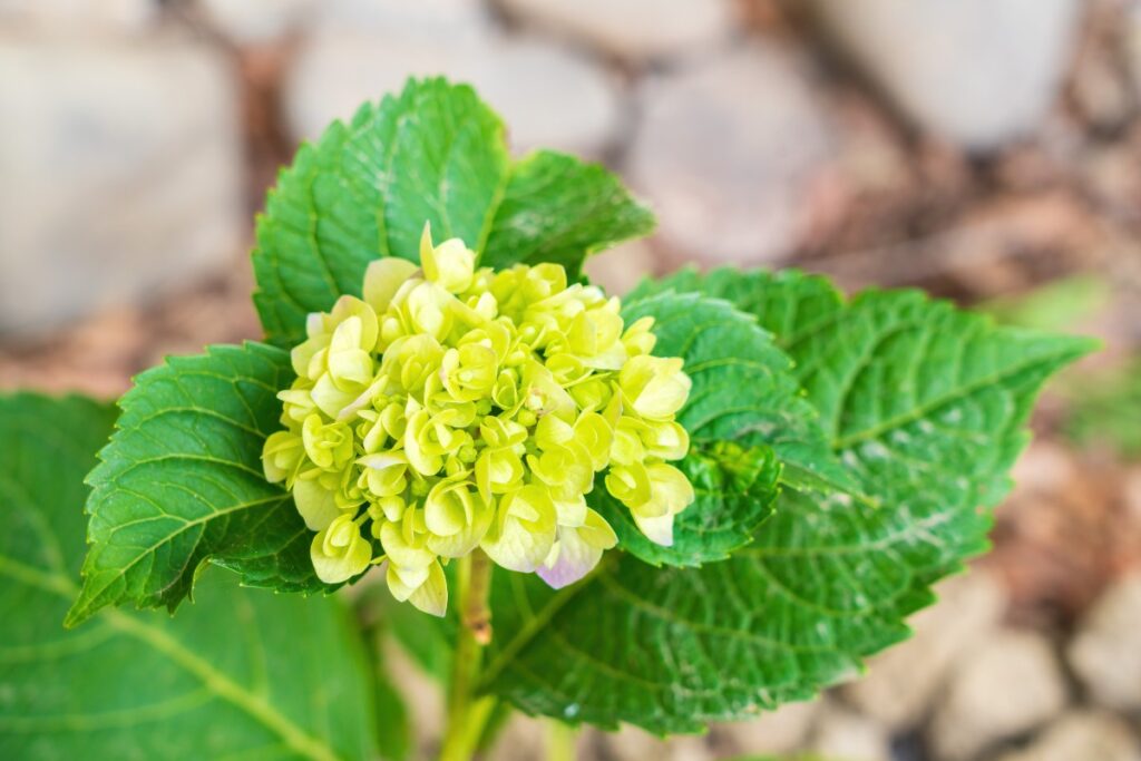 Une jolie fleur d'hortensia mûrissante dans le jardin