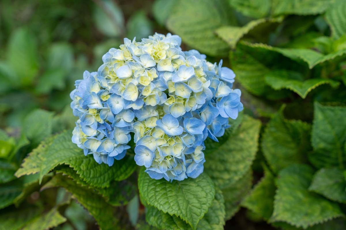 Une hortensia avec des feuilles vertes