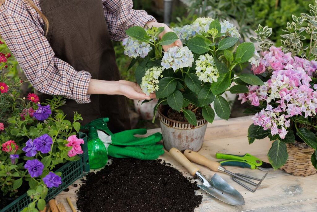Un jardinier plantant une hortensia dans un pot de fleur
