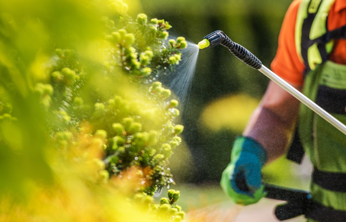 Une personne pulvérisant des plantes dans un jardin