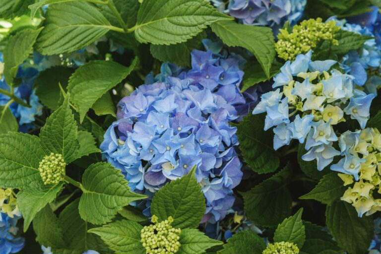 Une belle plante d'hortensia dans un jardin