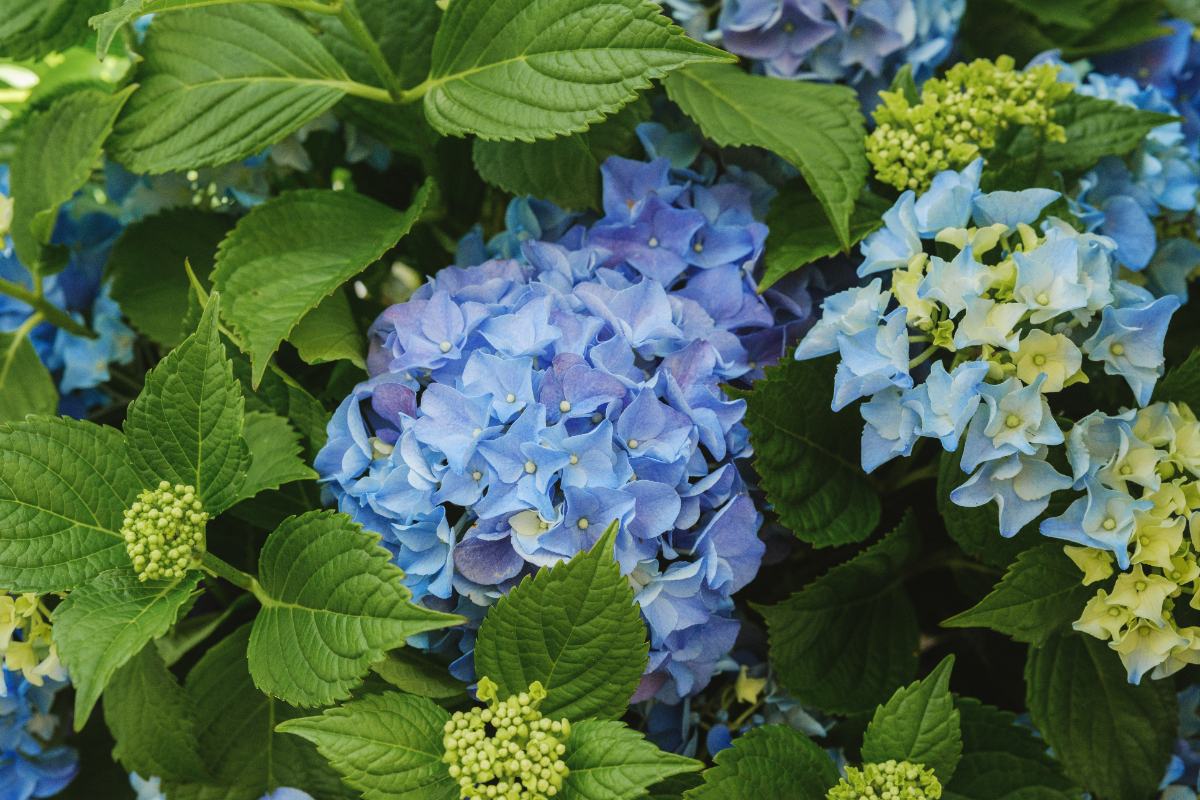 Une belle plante d'hortensia dans un jardin
