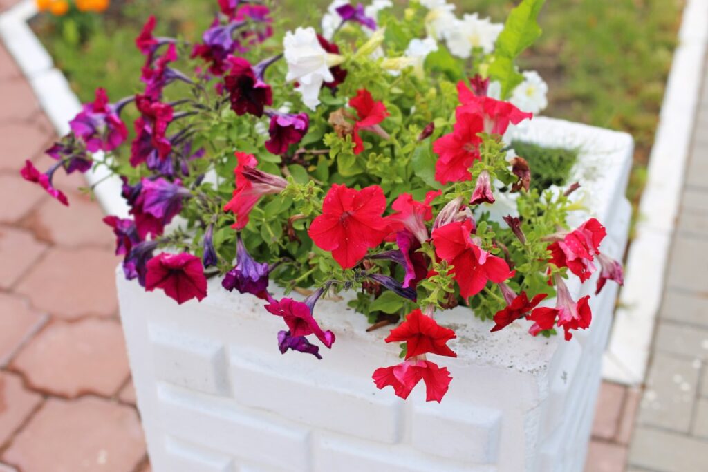 Des belles fleurs poussant dans une jardinière
