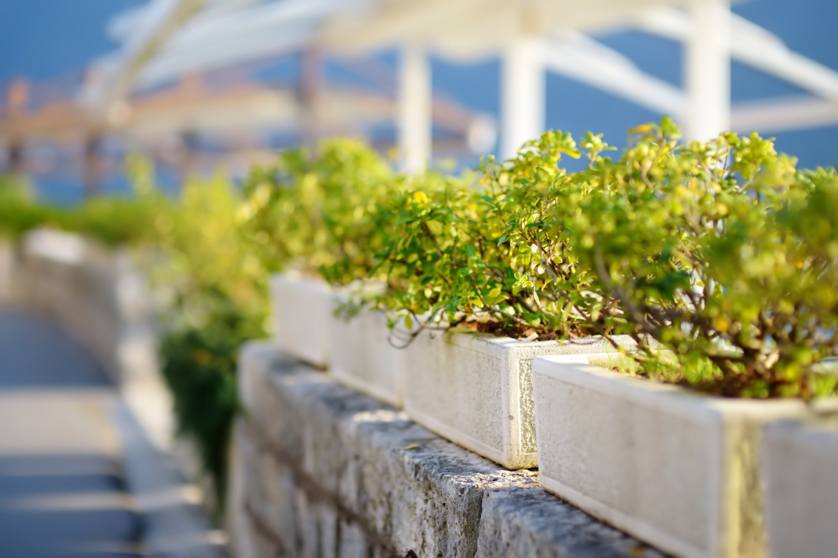 Plantes vertes dans une jardinière