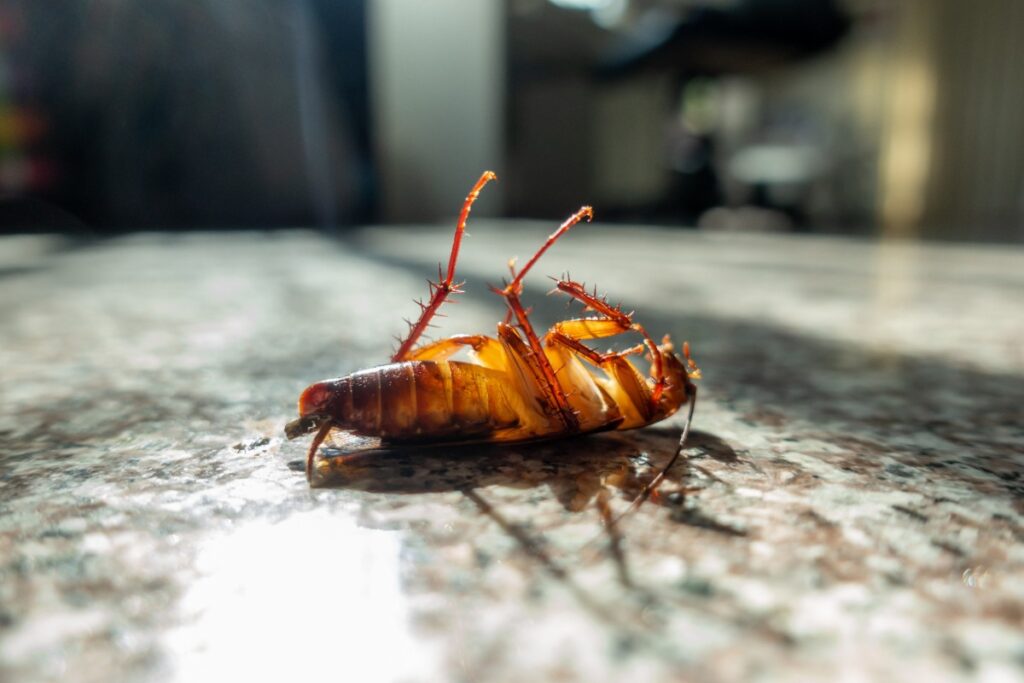 Un cafard mort sur le sol