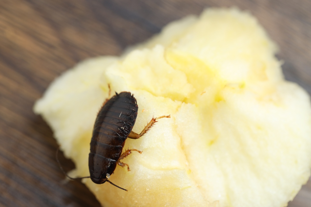 Un cafard rampant sur un morceau de pomme de terre