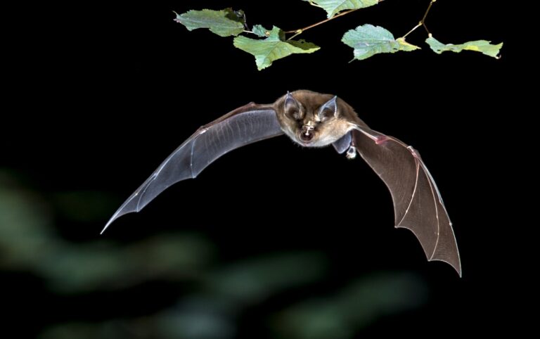 Une chauve-souris aux ailes déployées volant dans le noir
