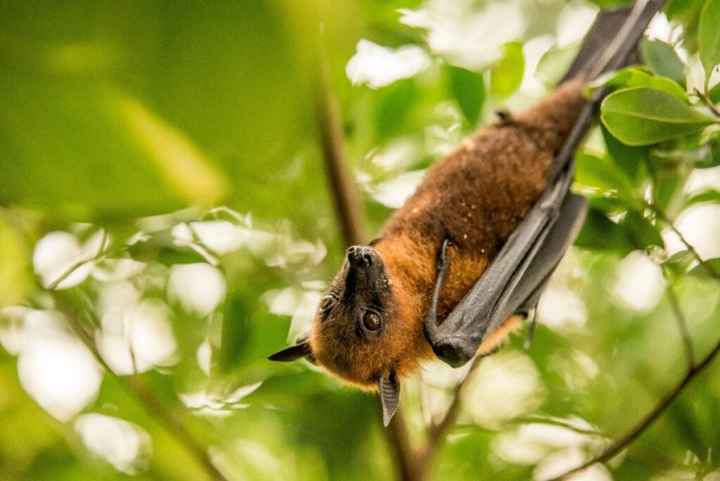 Une chauve-souris suspendue sur une branche
