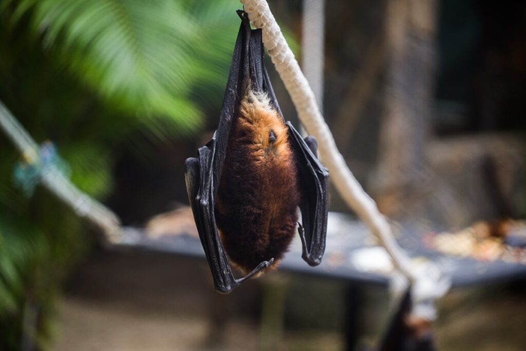 Une chauve-souris suspendue avec la tête en bas