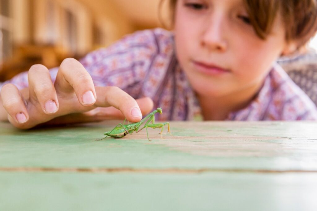 Un enfant jouant avec une mante religieuse