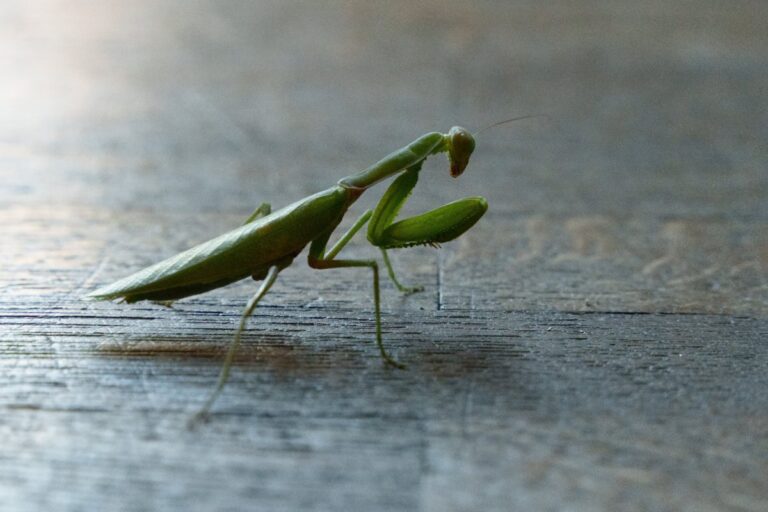 Une mante religieuse immobile sur le sol
