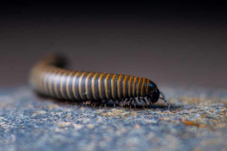 Un mille-pattes marchant sur le sol