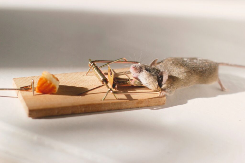 Un souris mort sur une piège