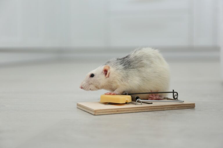 Une souris sur une piège avec un fromage