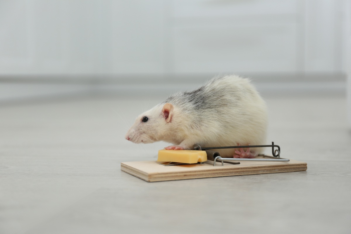 Une souris sur une piège avec un fromage