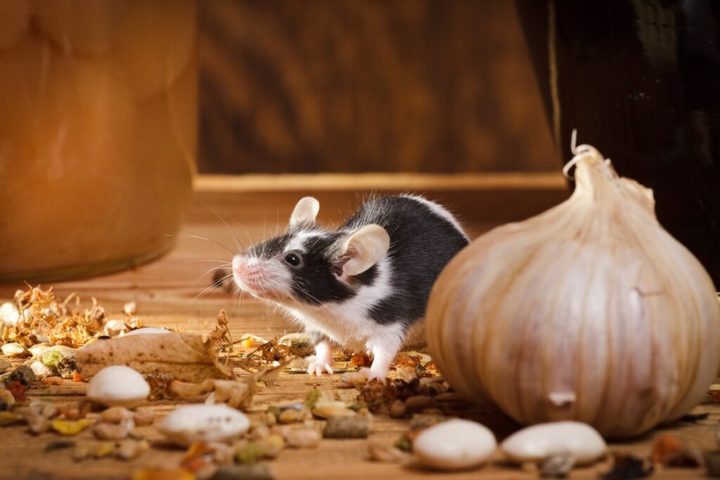 Une souris qui sent des odeurs sur le sol près des ails
